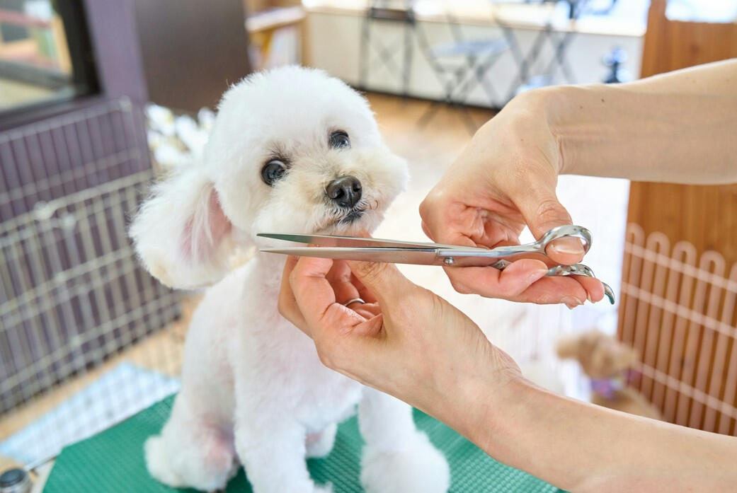 Dog Grooming Services in The Villages, Florida